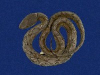 擬龜殼花藏品圖，第6張